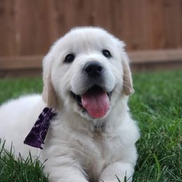 Golden Retriever Puppies from Promised Love Goldens