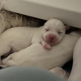 Coton de Tulear puppies from Firebird Show Dogs