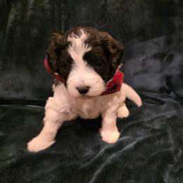 Tucker - Parti male Labradoodle puppy in Churchill County Fallon, Nevada from Card Family Ranch