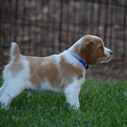 Brittany Puppies from Lakeview Brittanys