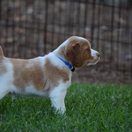 Brittany Puppies from Lakeview Brittanys
