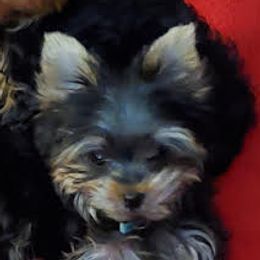 Yorkshire Terriers from Lone Star Yorkies Texas