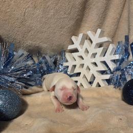 Basil - White and black male Dalmatian puppy in Claremore, Oklahoma from Lotsofdots Dalmatians