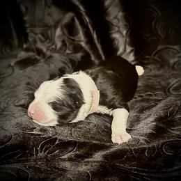 Michelle early puppy photos - Black tri-color Australian Shepherd puppy in Allenton, Wisconsin from Jump Jivin Aussies