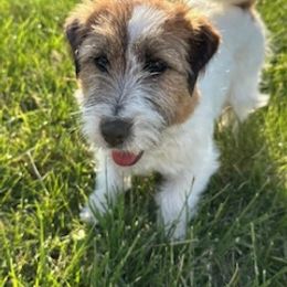 Airedale Terrier and Russell Terrier Puppies from Meadowaire Terriers
