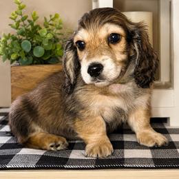 Green collar male - Cream male Dachshund puppy in Wylie, Texas from Karas Royal Dachshunds