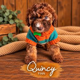 Finn - Wheaten male Whoodle puppy in Knoxville, Tennessee from Fleury Farm Doodles TN