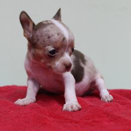 Australian Cattle Dog and Chihuahua Puppies from Cherished Chihuahuas