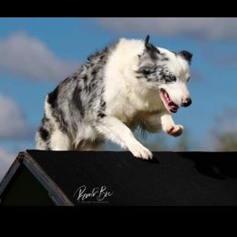 Ellie - Australian Shepherd