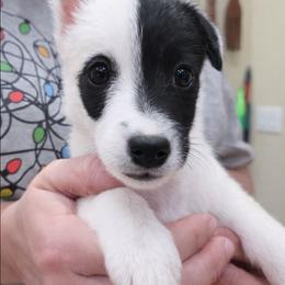 Carly - White and black female Smooth Fox Terrier puppy in Lake City, Florida from Providence Kennels