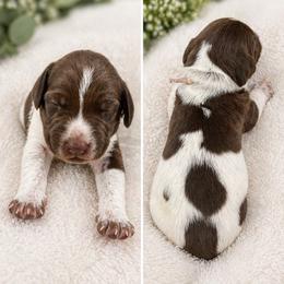 German Shorthaired Pointer Puppies from Lisa’s GSP’s