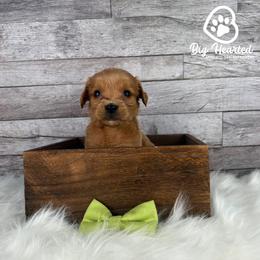 Gator - Red  male Goldendoodle puppy in Utah County, Utah from Big Hearted Breeders