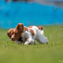 Brittany and Dachshund Puppies from Township Line Dachshunds & Brittanys