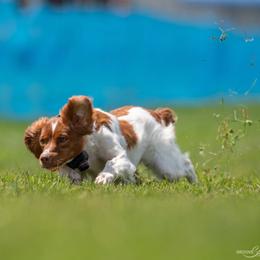 Brittany and Dachshund Puppies from Township Line Dachshunds & Brittanys
