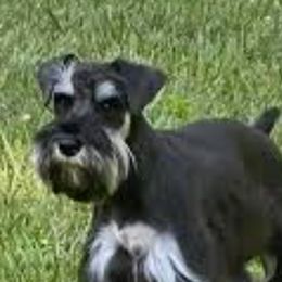 Wynnie Lou - Miniature Schnauzer