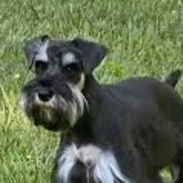 Wynnie Lou - Miniature Schnauzer
