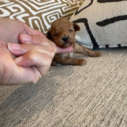 Piper - Apricot female Poodle puppy in Queen Creek, Arizona from Prestigious Toy Poodles