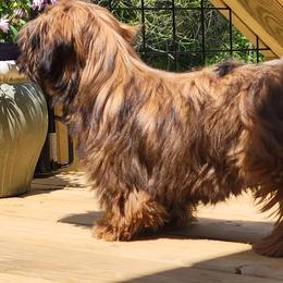 Lhasa Apso Puppies from Kai-ara Lhasa Apsos