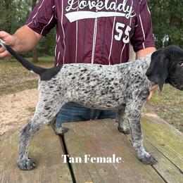 Bluetick Coonhound Puppies from RE Hounds
