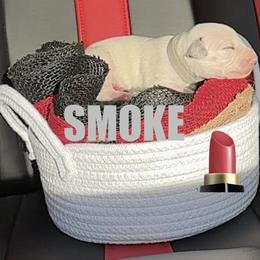 Smoke - White and black female Dalmatian puppy in Des Moines, Iowa from Spot Splattered Dalmatians