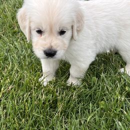 Golden Retriever Puppies from Golden’s of Remington Fields
