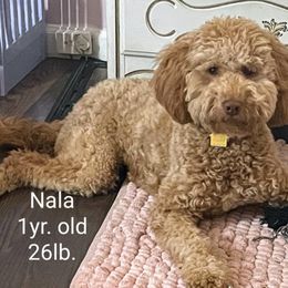 Goldendoodle Puppies from Ninnie's Doodles