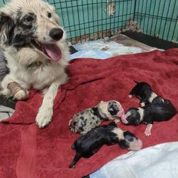 Australian Shepherd and Great Dane Puppies from AEW Farm