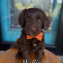 Willie - Chocolate male Labradoodle puppy in Danville, Indiana from Marley’s Doodle Ranch
