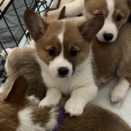 Pembroke Welsh Corgi Puppies from Wiggle Ranch Corgis