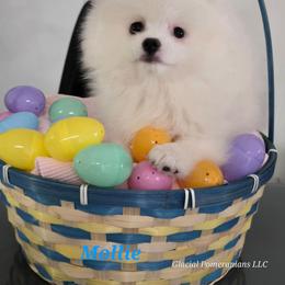 Mollie - White female Pomeranian puppy in Cornville, Arizona from Glacial Pomeranians