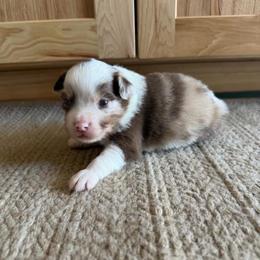 Boy 3 - Red merle male Miniature Australian Shepherd puppy in Olean, New York from Windy River Mini Aussie