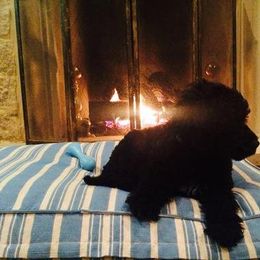 Portuguese Water Dog Puppies from Saltydawg PWDs