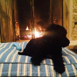 Portuguese Water Dog Puppies from Saltydawg PWDs