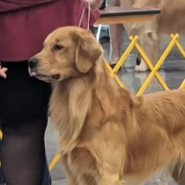 Triton - Golden Retriever