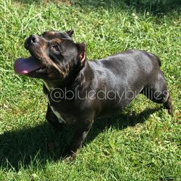 Kaya - American Bully