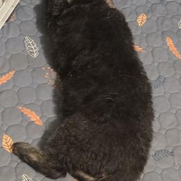 Mr Blue - Black male Shiloh Shepherd puppy in Okemah, Oklahoma from Shining Stars Shilohs