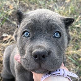 Cane Corso Puppies from Black Magic Cane Corso