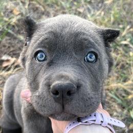 Cane Corso Puppies from Black Magic Cane Corso