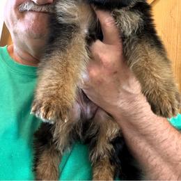 Max - Black and red male German Shepherd puppy in Pueblo West, Colorado from 5 Star German Shepherds aka Martin Family German Shepherds