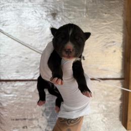 Boy 4 - Black and white male Siberian Husky puppy in Uhland, Texas from Siberian Huskies
