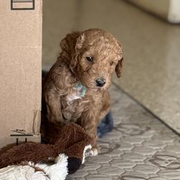 Goldendoodle Puppies from Mountain Grove Doodles