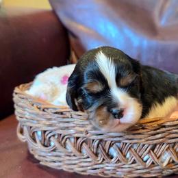 Kobe - Tri-color male Cavalier King Charles Spaniel puppy in Paulden, Arizona from Nine Mile Cavaliers
