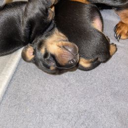 Dachshund Puppies from High Mountain Dachshunds