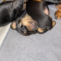 Dachshund Puppies from High Mountain Dachshunds