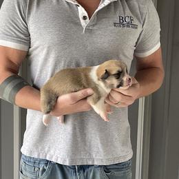 Maddy - Male 3 - Fawn male Pembroke Welsh Corgi puppy in Jefferson, South Carolina from Blue Creek Farms