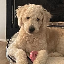 Socks - Aussiedoodle
