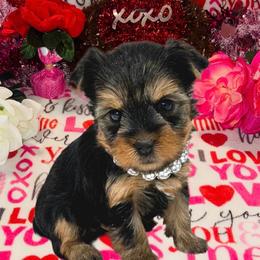 Josie - Blue and gold female Yorkshire Terrier puppy in Monticello, Iowa from Ashley’s Puppies