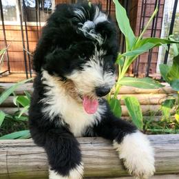 Truman - Black and white male Bernedoodle puppy in Columbia, Missouri from Silver Creek Pups