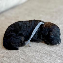 Blackjack - Sable male Bernedoodle puppy in Lamar, Colorado from Jozlyn’s Pups