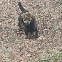 "Delilah" Poodle Puppies from Rockin' Rose Standard Poodles
